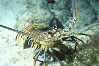 Lobsters Run for Cover During Mini Season