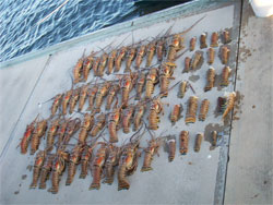 That's Some Expensive Lobster
