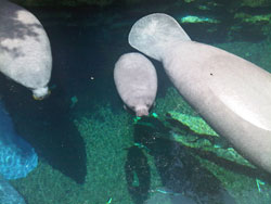 Annual Manatee Death Count Shows Cold Weather an Unusually Big Factor Again
