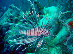 Divers Can Net Cash and Prizes for Bagging Lionfish