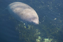 Florida Woman Arrested for Riding a Manatee